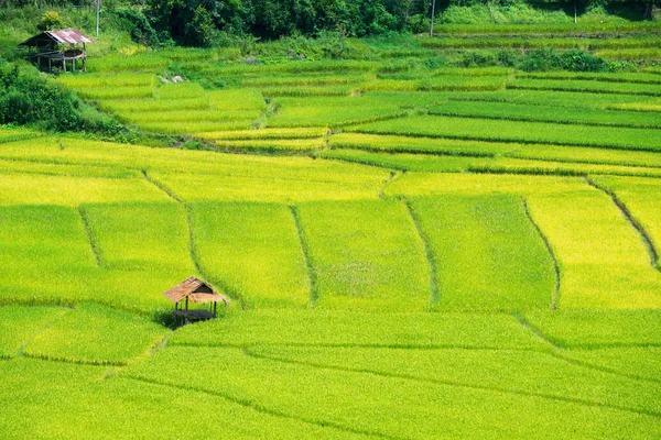 Green Terraced Rice Field in Nan, Thailand. — Stock Photo, Image