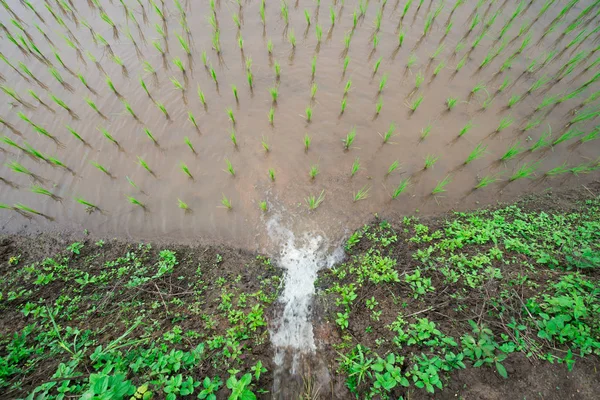 Écoulement d'eau dans la plantation de riz terrasse semis champ à Ban P — Photo