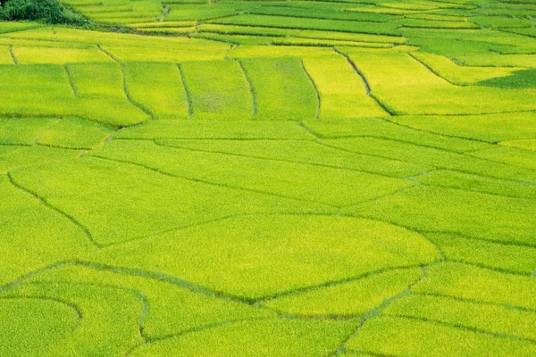 Green Terraced Rice Field in Nan, Thailand. — Stock Photo, Image