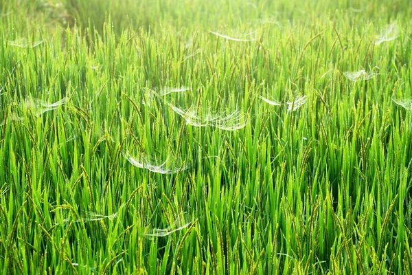 Ris Fält Natur Soligt Med Spindelnät — Stockfoto