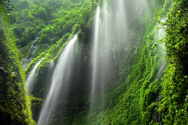 Madakaripura Waterfall Nature Place East Java Indosesia — Stock Photo, Image