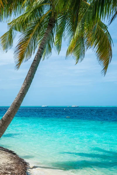 Kokosowe Drzewo Piękne Morze Dzień Niebo Jasne Nikt Nie — Zdjęcie stockowe