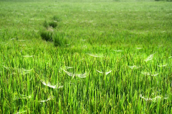 Risaia Natura Soleggiata Con Ragnatela — Foto Stock