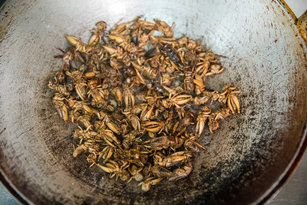Смажений крикет, смажена комаха на сковороді, приготування їжі Ліцензійні Стокові Фото