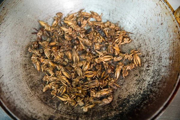 Grillo asado, Insecto frito en sartén, cocina para la comida Fotos de stock libres de derechos