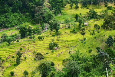 Nan, Tayland pirinç alan yeşil teraslı.