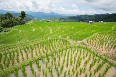 pirinç Teras fidan alanında Ban Pa Bong Piang, Ch nakli
