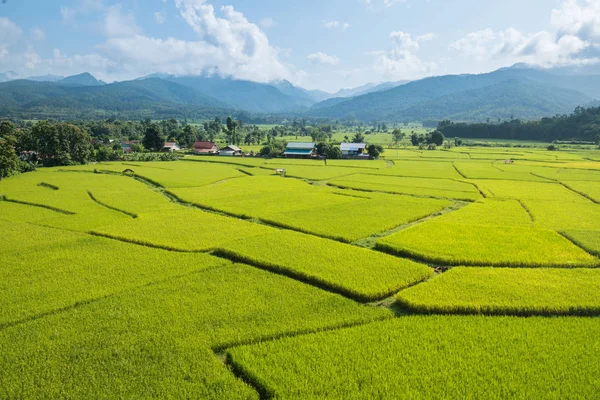 Green Terraced Rice Field em Nan, Tailândia . — Fotografia de Stock