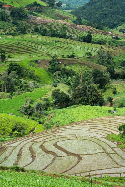Transplantace rýžové terasy sazenice pole v Ban Pa Bong Piang, Ch — Stock fotografie