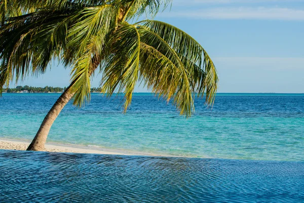 Basen Pobliżu Morza Widoku Kokosowe Drzewo Dzień Czyste Niebo — Zdjęcie stockowe