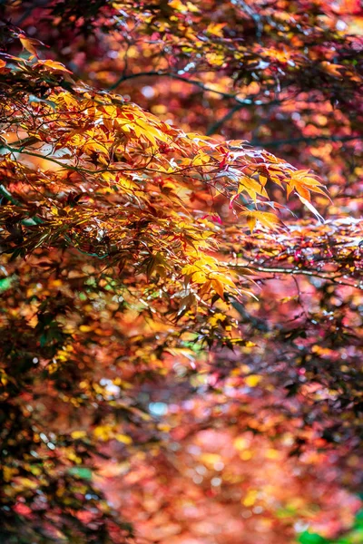 Fondo Hoja Arce Rojo Sombra Luz Shado — Foto de Stock