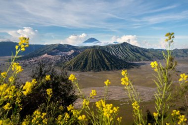 Bromo dağ ile ön plan sarı çiçek