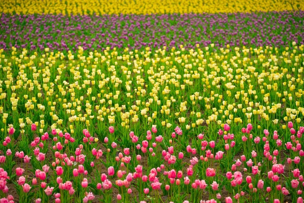 Campo Tulipani Colorati Luogo Esterno Campo Naturale — Foto Stock