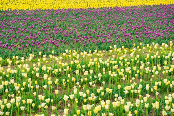 Цветные Тюльпаны Поле Открытое Место Природное Поле — стоковое фото