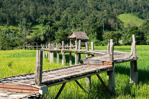 Tejido Bambú Camino Camino Puente Sobre Campo Arroz —  Fotos de Stock
