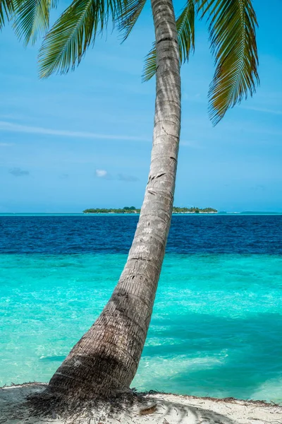 Kokosowe Drzewo Piękne Morze Dzień Niebo Jasne Nikt Nie — Zdjęcie stockowe