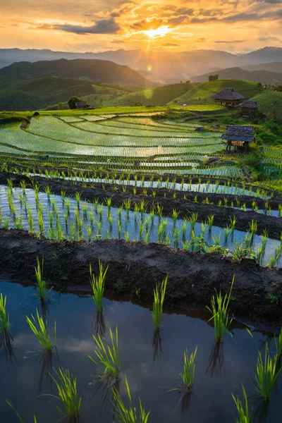 Transplante de arroz campo de mudas terraço em Ban Pa Bong Piang, Ch — Fotografia de Stock