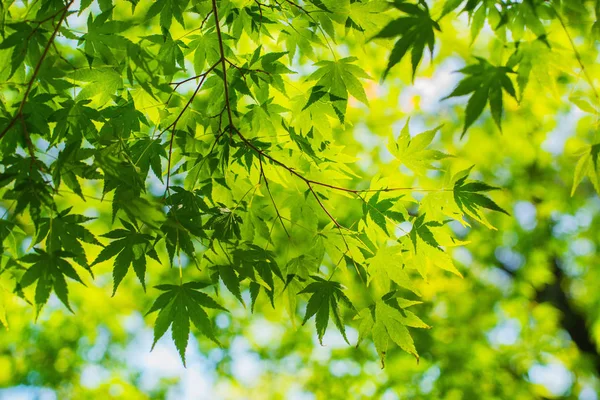 Fondo Hoja Arce Verde Sombra Luz Sombra — Foto de Stock