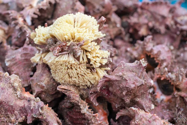 コンチ貝殻の山静物 生の食べ物 — ストック写真