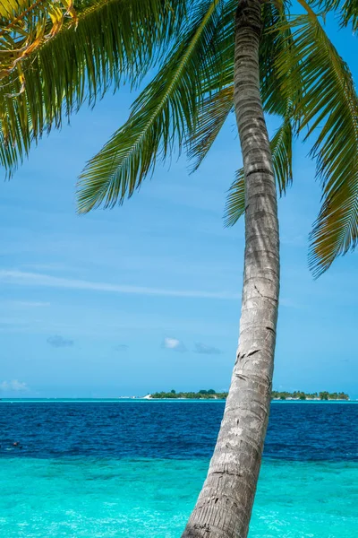 Coconut Tree Beautiful Sea Clear Sky Day Nobody — Stock Photo, Image