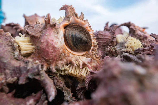コンチ貝殻の山静物 生の食べ物 — ストック写真