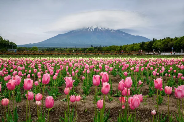 富士山和郁金香田 上面有不寻常的云形式 免版税图库图片