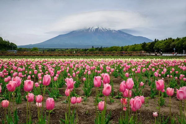 Campo Montaña Tulipán Fuji Con Forma Inusual Nube Parte Superior Imágenes De Stock Sin Royalties Gratis