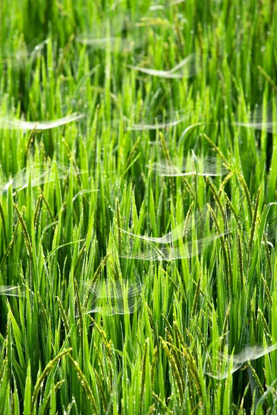 Ris Fält Natur Soligt Med Spindelnät — Stockfoto
