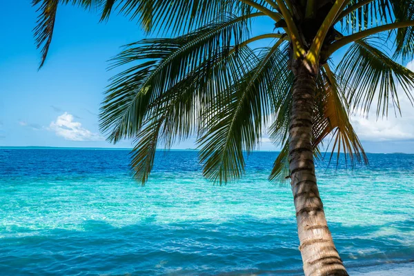 Coconut Tree Beautiful Sea Clear Sky Day Background Nobody — Stock Photo, Image