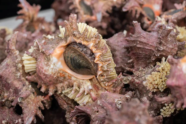 コンチ貝殻の山静物 生の食べ物 — ストック写真