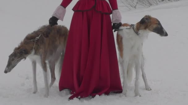 Dwa psy rasa ten Rosjanin Borzoi pies — Wideo stockowe