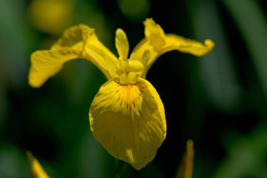 sarı Iris çiçek ile doğal arka plan, yakın çekim bulanık