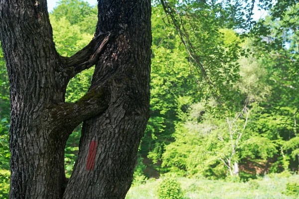 Cruzando Tronco Árbol Viejo Bosque Verano Día Soleado —  Fotos de Stock