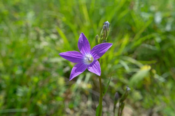 Rozprowadzenie Bellflower Łące Niewyraźne Tło Zbliżenie — Zdjęcie stockowe