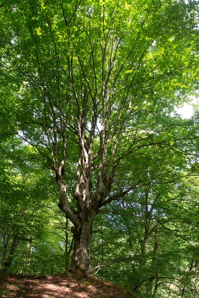 Fabulosa Corona Árboles Bosque Verano Día Soleado —  Fotos de Stock