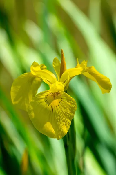 Gele Iris Bloem Met Wazig Natuurlijke Achtergrond Close — Stockfoto