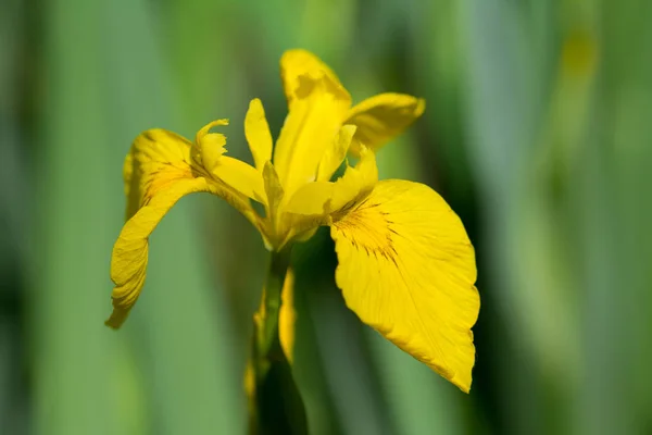 黄色アイリスの花ぼやけて自然な背景をクローズ アップ — ストック写真