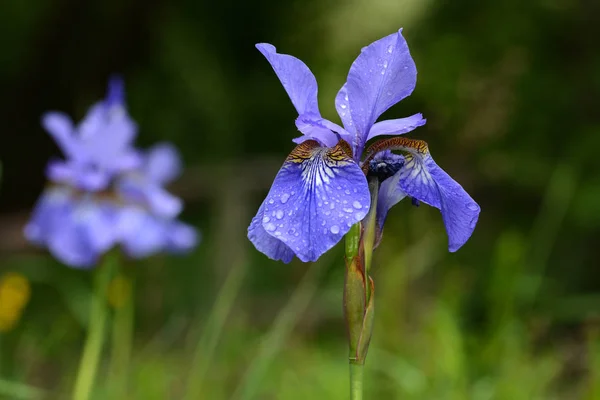 Iris Sibirica Květ Rozmazané Přírodní Pozadí Detail — Stock fotografie