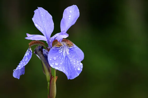 Iris Sibirica Květ Rozmazané Přírodní Pozadí Detail — Stock fotografie