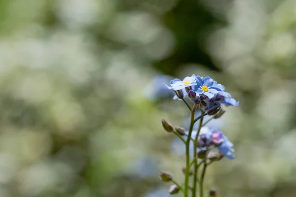 Malá Modrá Květiny Pomněnka Parku Detail — Stock fotografie