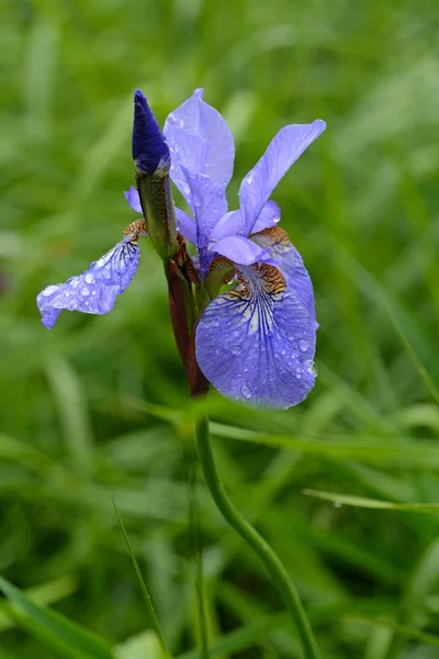 Iris Sibirica Květ Rozmazané Přírodní Pozadí Detail — Stock fotografie