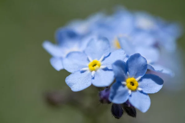 Malá Modrá Květiny Pomněnka Parku Detail — Stock fotografie