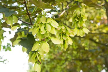 Akçaağaç meyve bahar Park, seçici odak