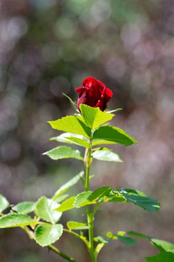 Güzel kırmızı gül üzerinde koyu arka planı, yakın çekim bulanık
