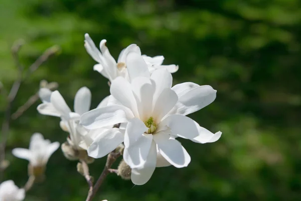 Blooming Λευκή Μανόλια Αυξάνεται Στο Πάρκο Γκρο Πλαν — Φωτογραφία Αρχείου