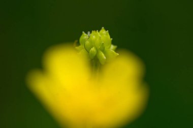 Çayır buttercup üzerinde doğal arka plan, yakın çekim bulanık  