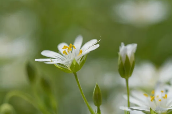 Dřevo Stitchwort Malé Bílé Květy Rozmazané Přírodní Pozadí Detail — Stock fotografie