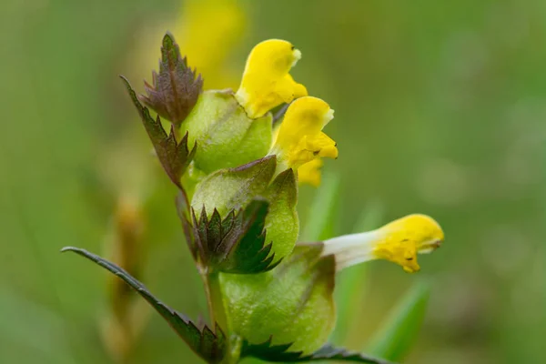 Большой Желтый Погремушка Цветок Размытом Естественном Фоне — стоковое фото