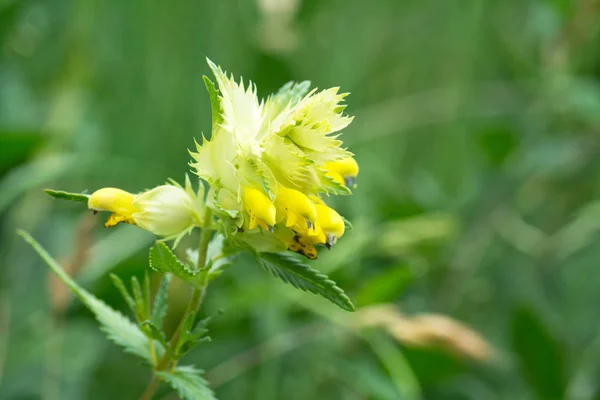 自然な背景をぼかした写真の大きい黄色ガラガラ花 — ストック写真