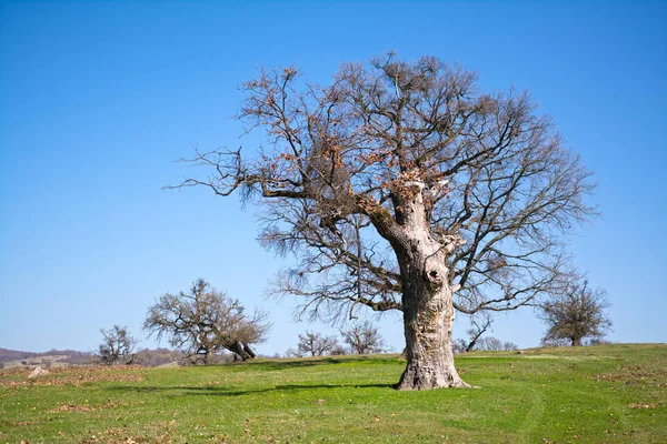 Gamla Sekulära Gemensamma Ekar Transsylvanska Betesmark — Stockfoto